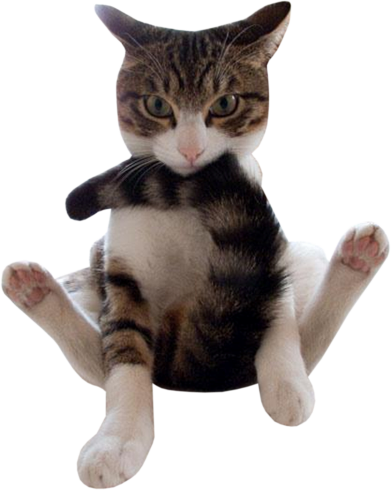 Tabby